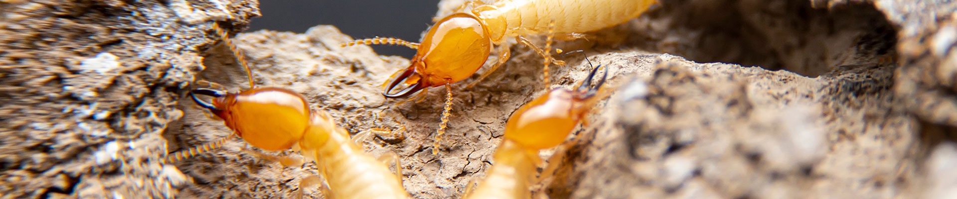シロアリ駆除事例