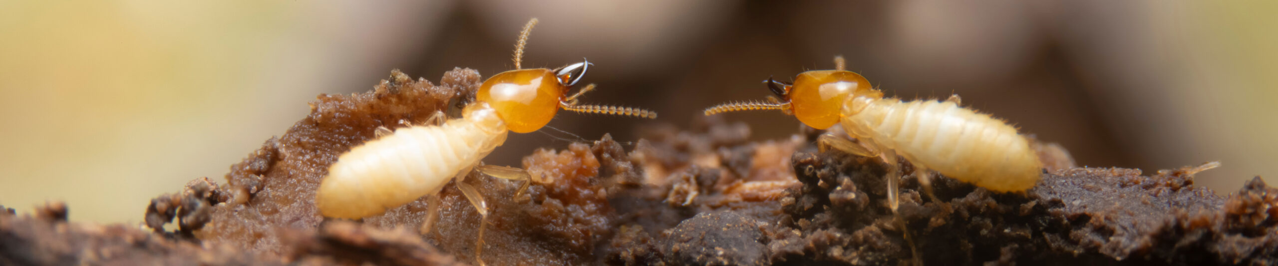 羽アリを見たら危険？