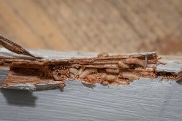 木を食べるシロアリ