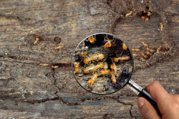 シロアリ駆除