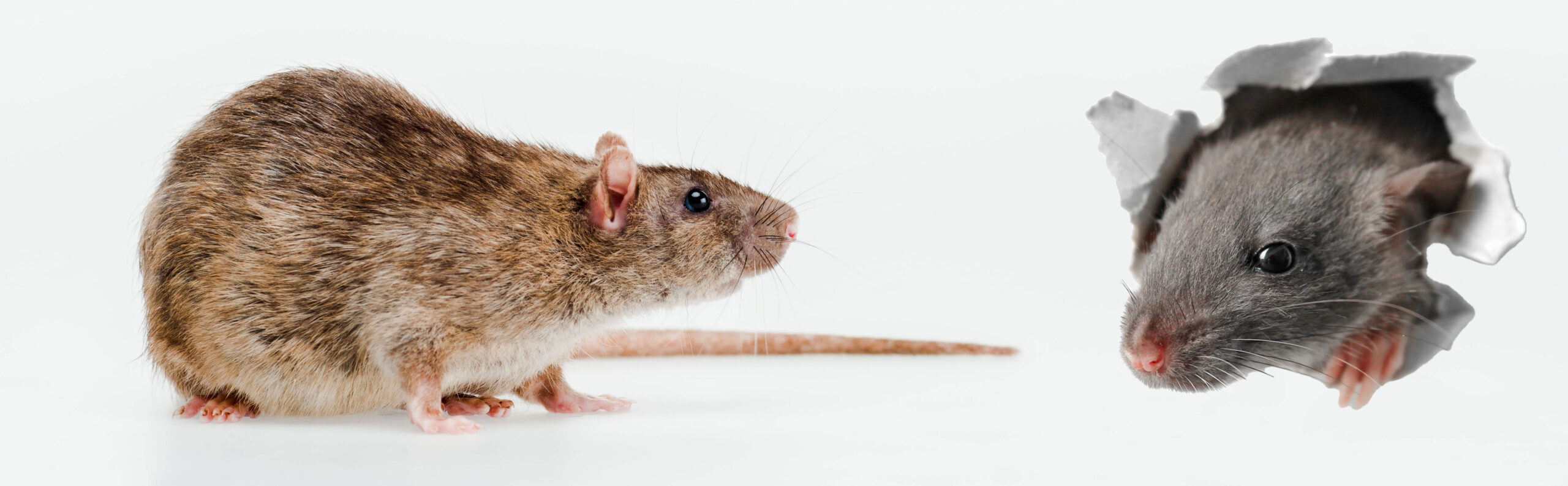 害獣駆除・対策