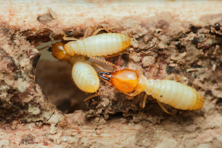 シロアリ被害の初期サインと正しい対処法｜大建白蟻の画像