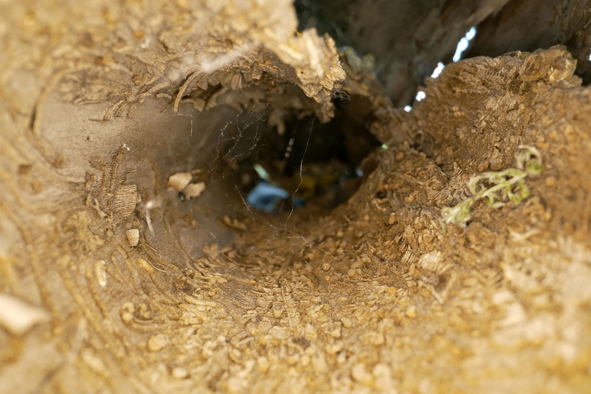 現地調査（侵入経路・痕跡確認）無料