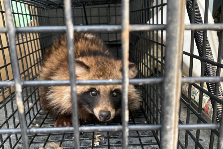 香川県の害獣対策事例｜株式会社大建白蟻の画像