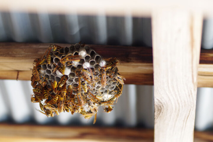 香川県の害虫駆除事例｜株式会社大建白蟻の画像